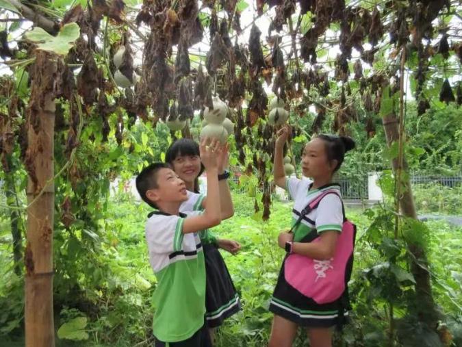 种菜煮饭、维修家电|百色“神兽”们的劳动课真的要来了！ 种菜,煮饭,维修,家电,百色