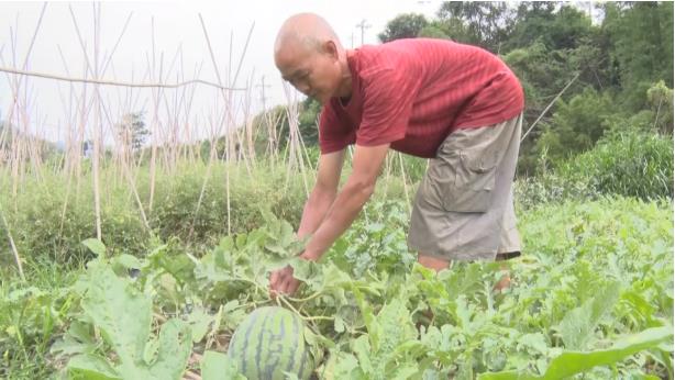 百色：绘就幸福底色 乡村振兴有底气 百色,幸福,底色,乡村,振兴