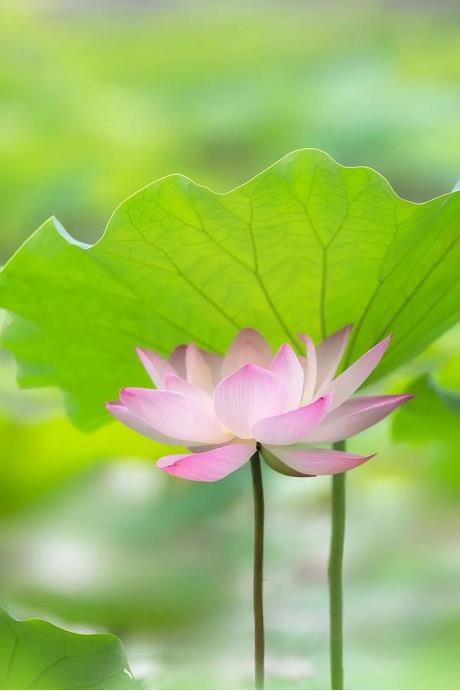 今日芒种！盛夏种收皆奔忙！ 今日,日芒,芒种,盛夏,夏种