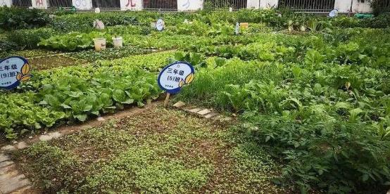 锄地种菜煮饭炖汤！百色中小学劳动即将列入课程 锄地,种菜,煮饭,炖汤,百色