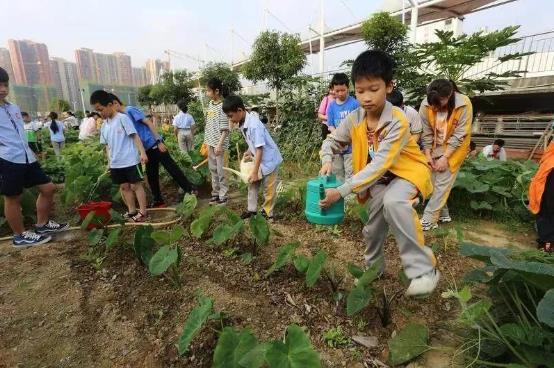 锄地种菜煮饭炖汤！百色中小学劳动即将列入课程 锄地,种菜,煮饭,炖汤,百色