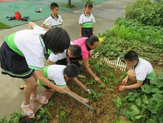 锄地种菜煮饭炖汤！百色中小学劳动即将列入课程 锄地,种菜,煮饭,炖汤,百色