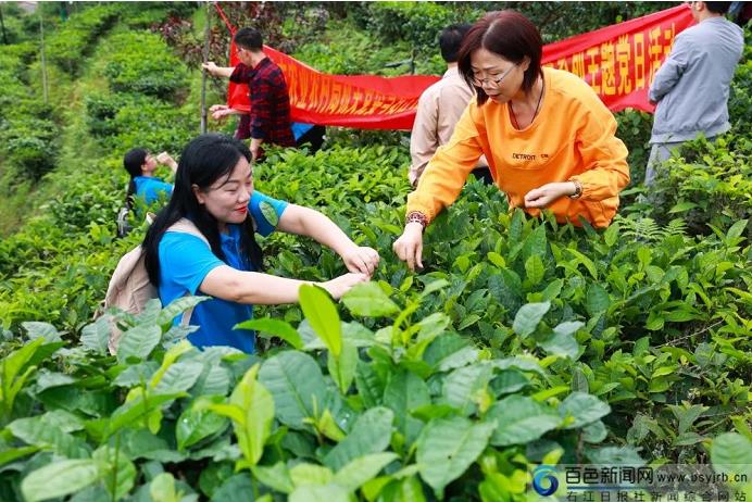 一片叶子富一方百姓！百色茶叶究竟有何魔力？ 一片,一片叶,叶子,叶子富,富一