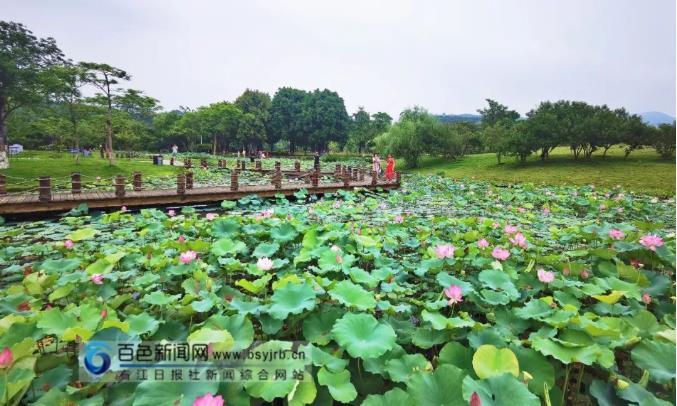 夏日风光好，市区半岛公园的荷花开得正艳！ 夏日,夏日风,风光,风光好,市区