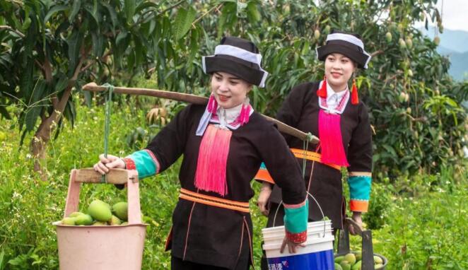 百色芒果上市“芒”起来 百色,芒果,果上,上市,起来