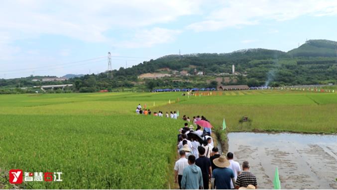 右江区二十四节气主题农场之白露园：喜旺百香农场开园 右江,右江区,江区,二十,二十四