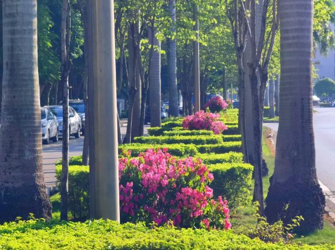 新增进站大道竹洲桥新兴路口等节点花化 新增,增进,进站,进站大道,大道