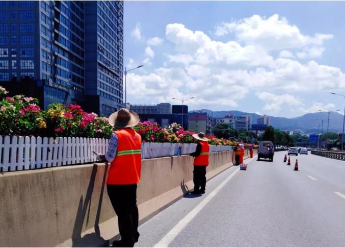 新增进站大道竹洲桥新兴路口等节点花化 新增,增进,进站,进站大道,大道