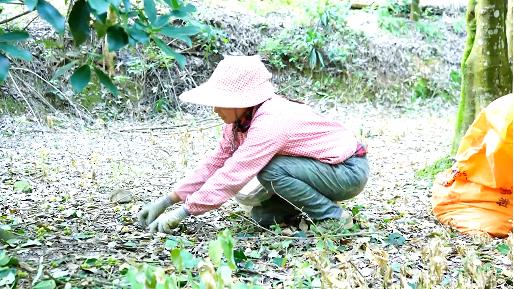 因地制宜培育特色产业 助力乡村振兴 因地制宜,制宜,培育,特色,特色产业