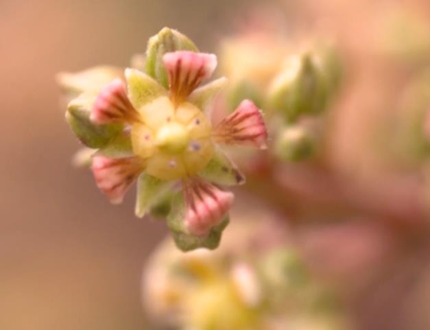 百色芒果很“忙” 我们的生活很甜 百色,芒果,我们,我们的,的生活