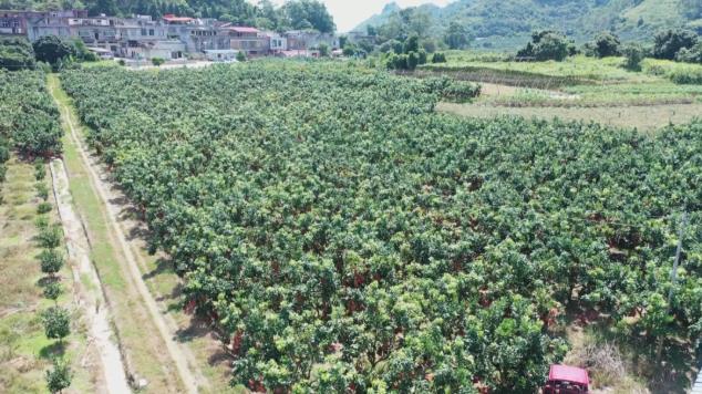 【中国农民丰收节】秋分时节迎丰收 桂西大地绘“丰”景 中国,中国农民,国农,农民,民丰