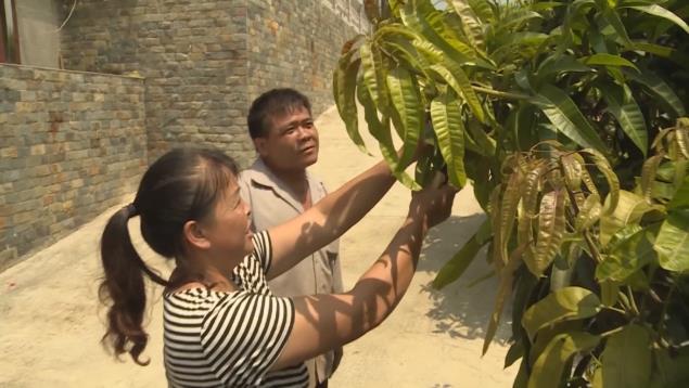 【中国农民丰收节】秋分时节迎丰收 桂西大地绘“丰”景 中国,中国农民,国农,农民,民丰