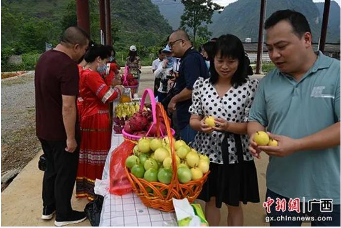 国家民委定点帮扶，德保县大石山区变了样··· 国家,国家民委,家民,民委,定点