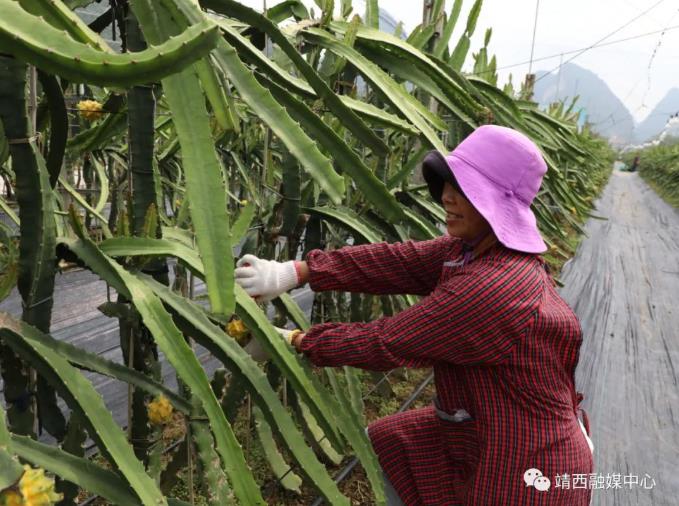 火龙果中的“新贵族”！黄皮火龙果在靖西试种成功！ 火龙,火龙果,龙果,新贵,新贵族