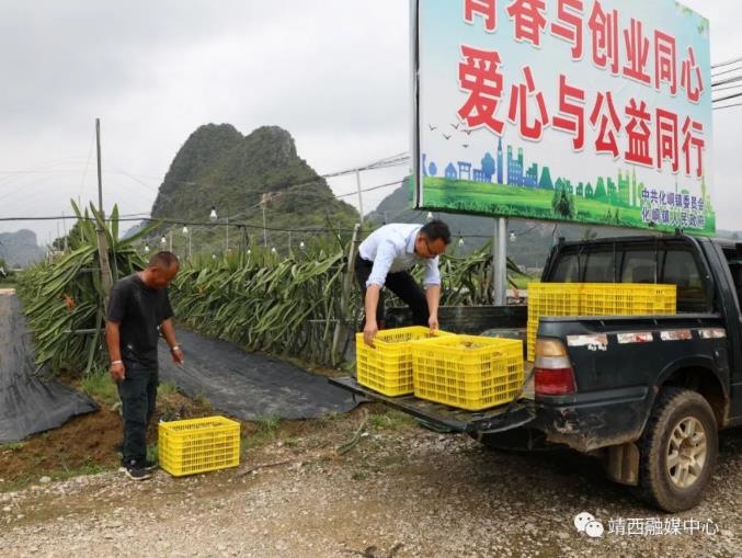 火龙果中的“新贵族”！黄皮火龙果在靖西试种成功！ 火龙,火龙果,龙果,新贵,新贵族