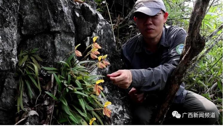 罕见！弄岗保护区国家一级重点保护植物——海伦兜兰 罕见,保护,保护区,国家,国家一级