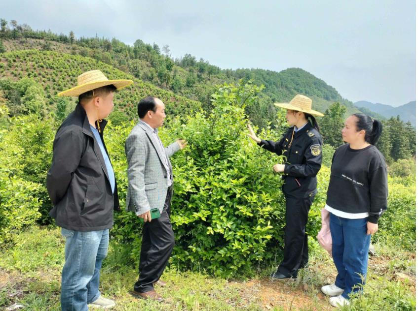 广西百色乐业县：多措并举推进特色产业高质量发展 广西,广西百色,西百,百色,乐业