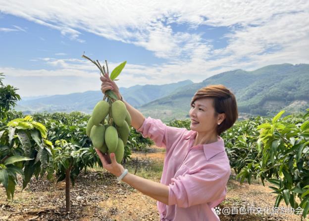 走！带你去看看暖冬百色四季蜜芒 看看,暖冬,百色,四季,10