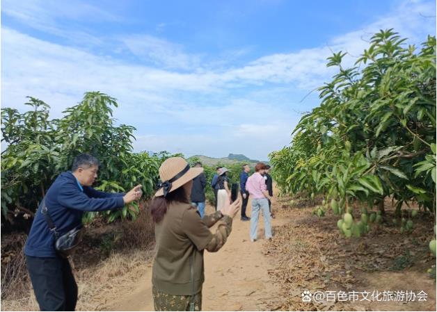 走！带你去看看暖冬百色四季蜜芒 看看,暖冬,百色,四季,10