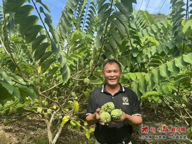 和丰收撞个满怀！百色“丰”景独好！ 和丰,丰收,满怀,百色,春种