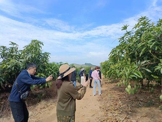 “冬游百色”芒果采摘之旅欢迎您 冬游,百色,芒果,采摘,之旅