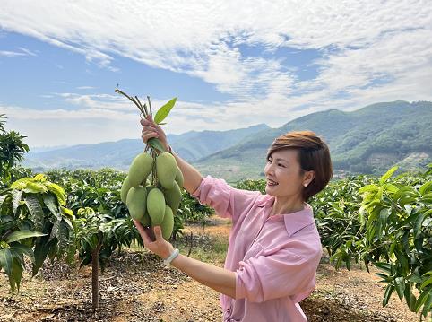 “冬游百色”芒果采摘之旅欢迎您 冬游,百色,芒果,采摘,之旅