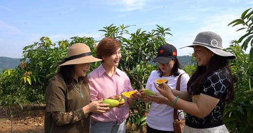 “冬游百色”芒果采摘之旅欢迎您 冬游,百色,芒果,采摘,之旅