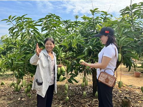 “冬游百色”芒果采摘之旅欢迎您 冬游,百色,芒果,采摘,之旅