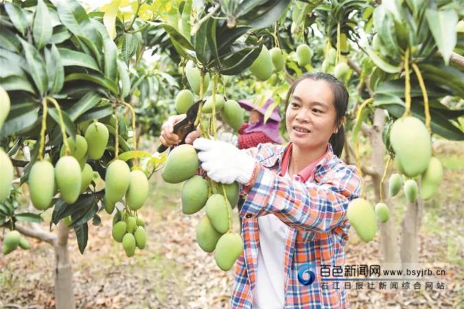 振兴 跨越 奋进——百色奋力谱写壮乡红城振兴曲 振兴,跨越,奋进,——,百色