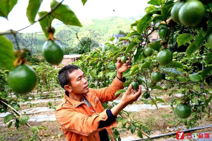 右江区：百香果实香满园 果农采收乐开怀 右江,右江区,江区,百香果,香果