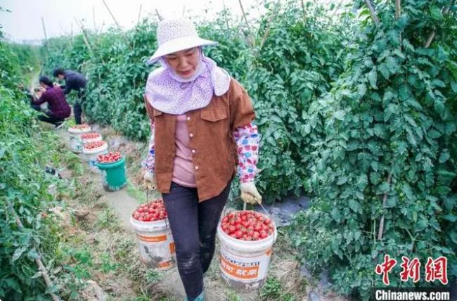 全国“南菜北运”基地百色番茄上市 规模化农业促丰收 全国,基地,百色,番茄,上市