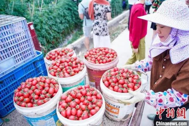 全国“南菜北运”基地百色番茄上市 规模化农业促丰收 全国,基地,百色,番茄,上市