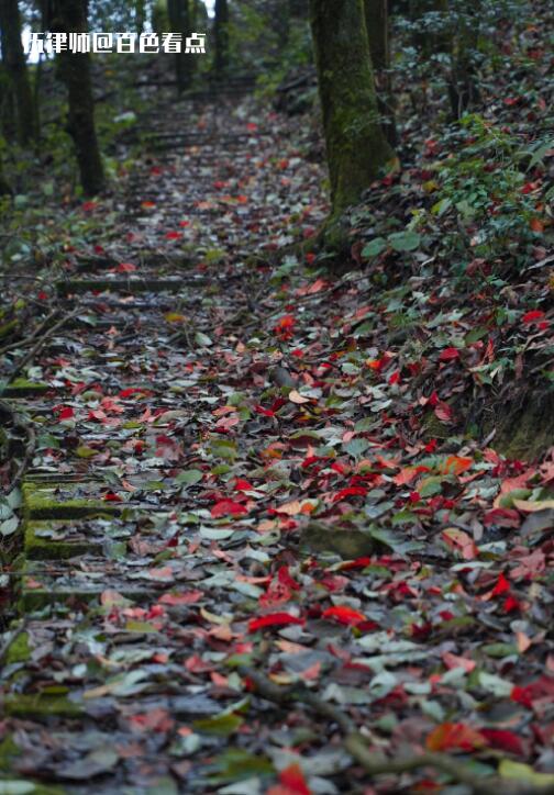 山路崎岖通山顶，峰回路转草木青（百色乐业） 