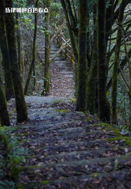 山路崎岖通山顶，峰回路转草木青（百色乐业） 