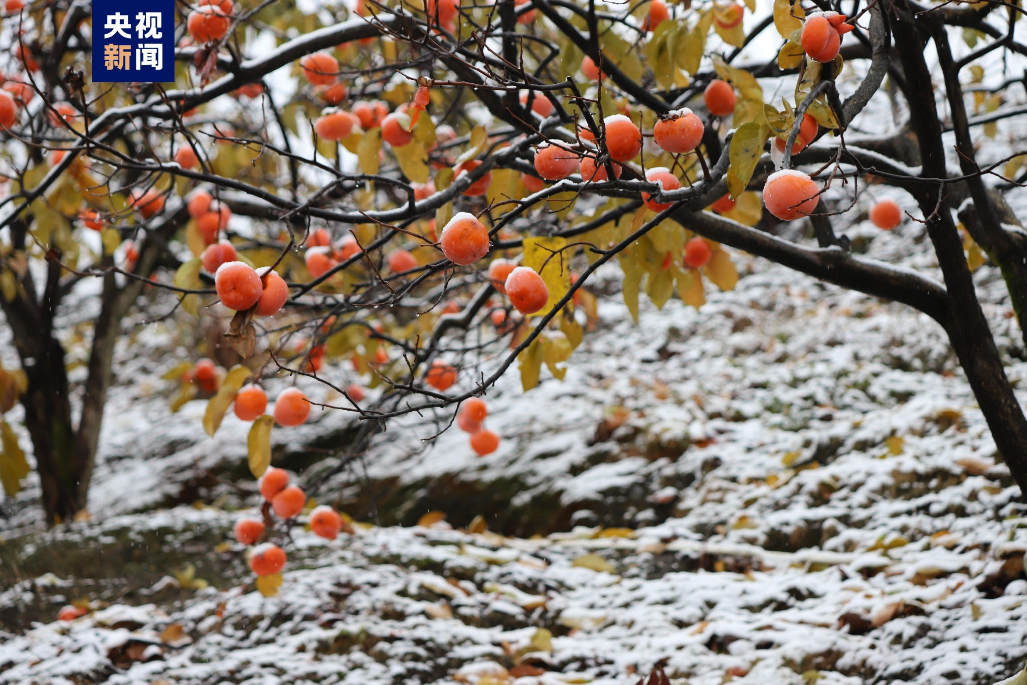 不期而至！广西多地迎来2022年首场降雪 