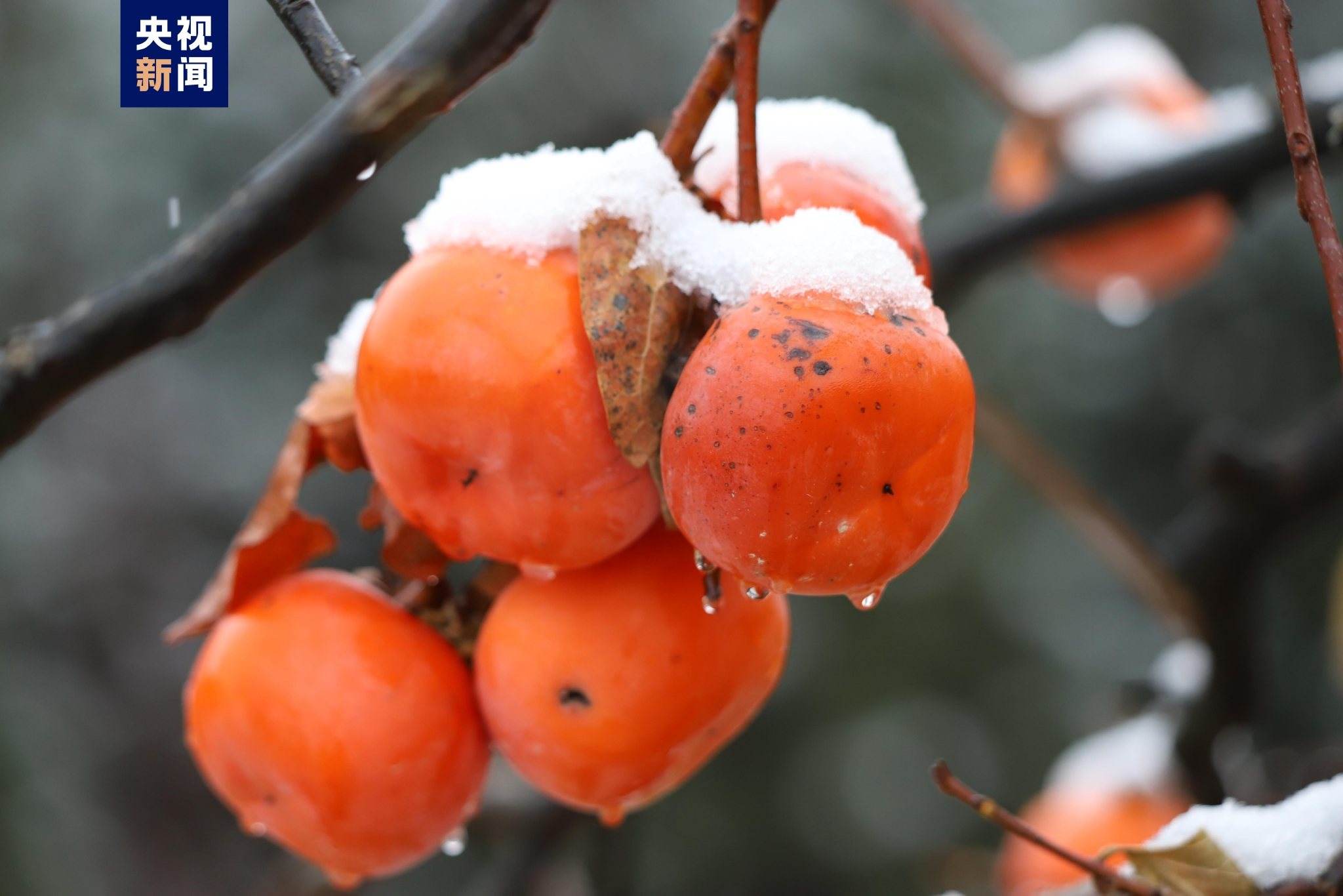 不期而至！广西多地迎来2022年首场降雪 