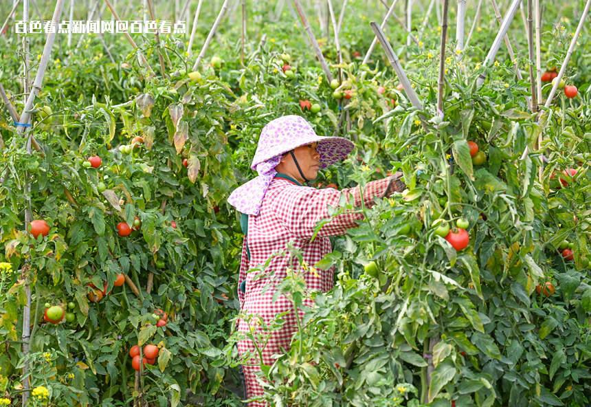 百色市田阳区：“南菜园”蔬菜丰收农民乐 