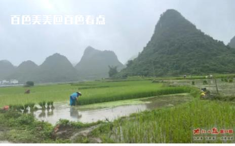 “泰利”为百色境内带来丰沛降雨，各河流未出现超警洪水 各地,降雨,我市,做好,工作