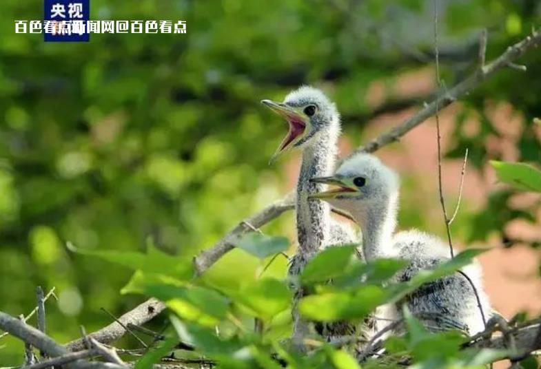 全球濒危鸟类海南鳽现身百色澄碧河自然保护区 澄碧河,自然保护区,保护区,国家,海南