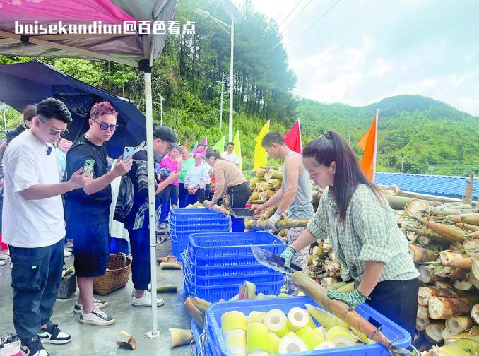 田林：六隆镇八渡笋开采啦 八渡,活动,竹笋,比赛,六隆镇