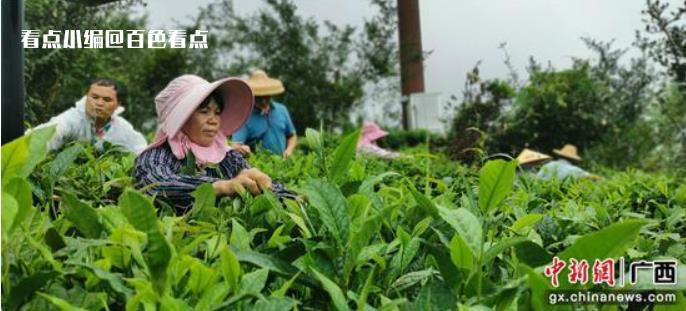 广西凌云：小茶叶振兴路上大作为 茶园,面积,百色市,凌云