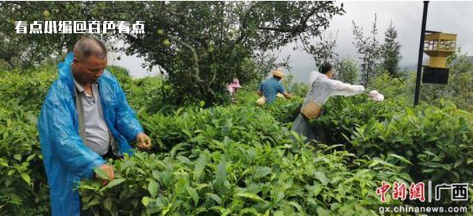 广西凌云：小茶叶振兴路上大作为 茶园,面积,百色市,凌云