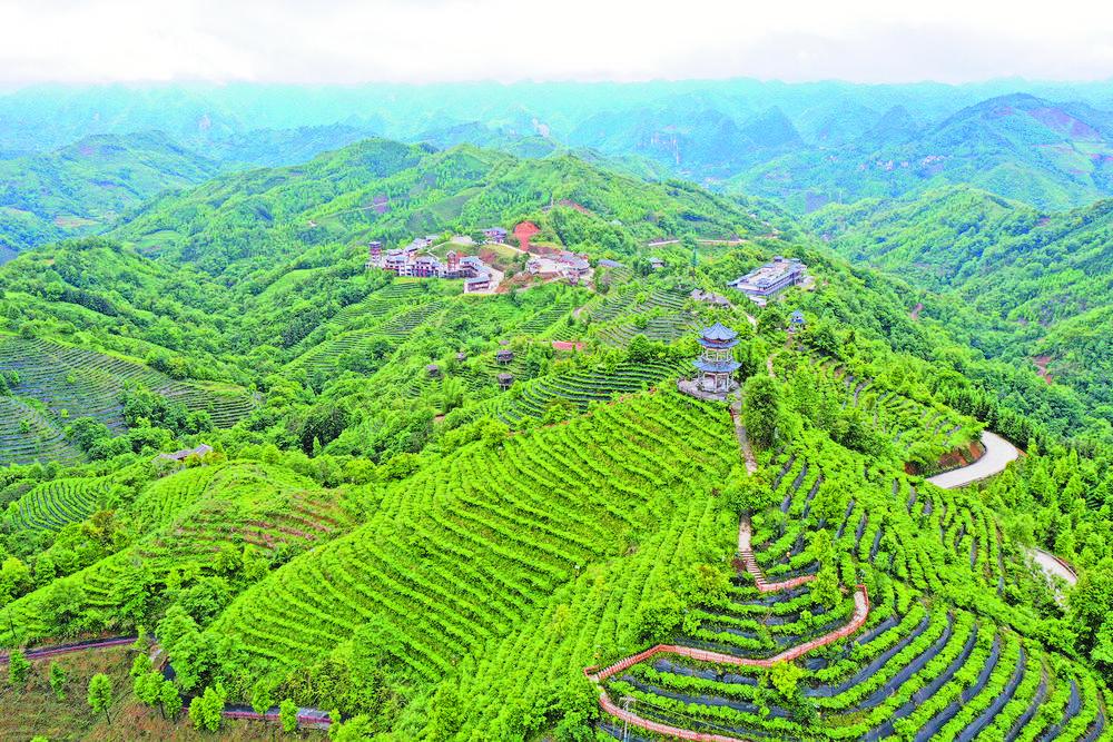 绿意氤氲茶飘香 茶叶,产业,广西,百色