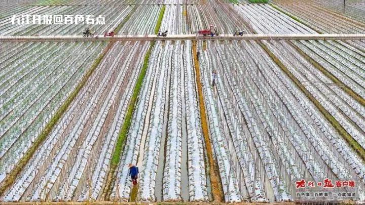 田阳区：秋冬菜种植忙 地里,冬菜,田阳区,菜苗,番茄