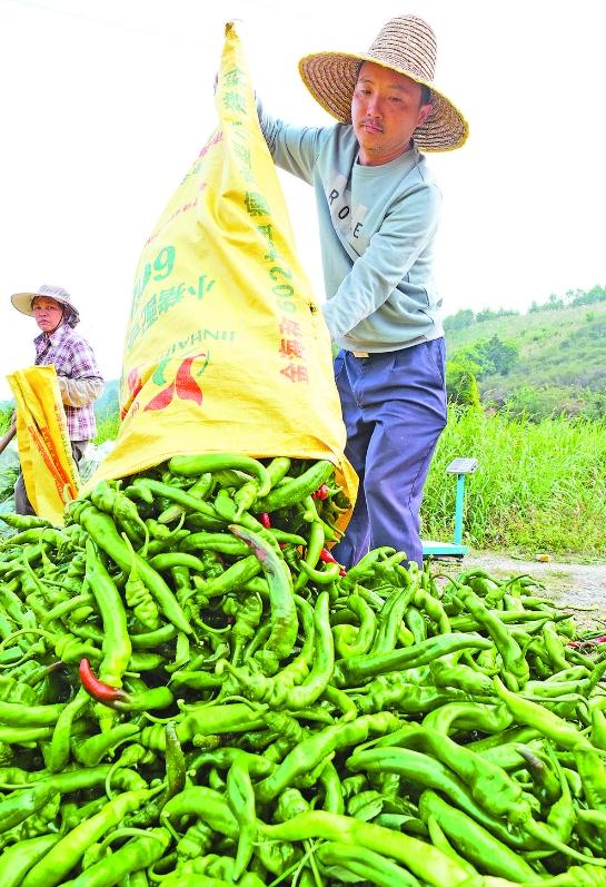 百色右江区百亩螺丝椒迎丰收 螺丝,采摘,百练村,种植,基地