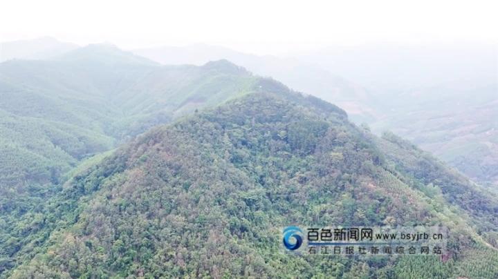 百色成为全国最大的野生蒜头果种质资源库 蒜头,野生,果树,mdash,地区