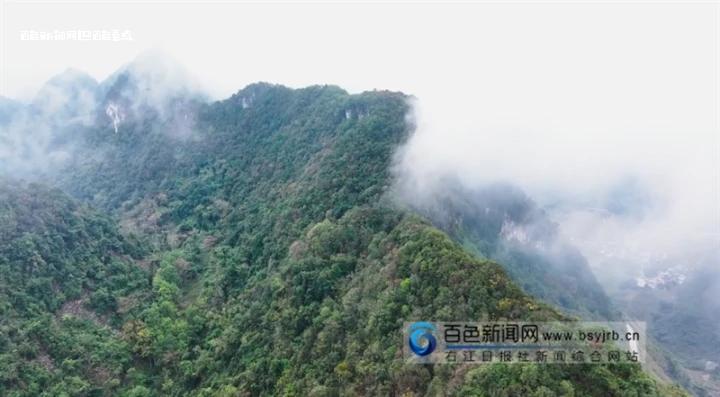 百色成为全国最大的野生蒜头果种质资源库 蒜头,野生,果树,mdash,地区