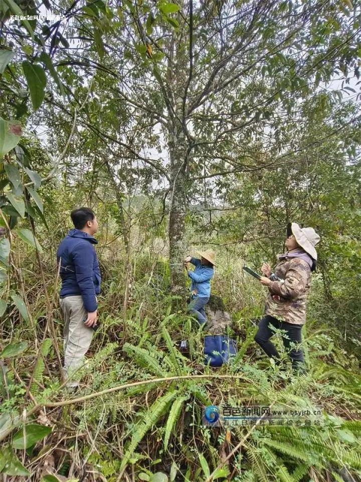 百色成为全国最大的野生蒜头果种质资源库 蒜头,野生,果树,mdash,地区