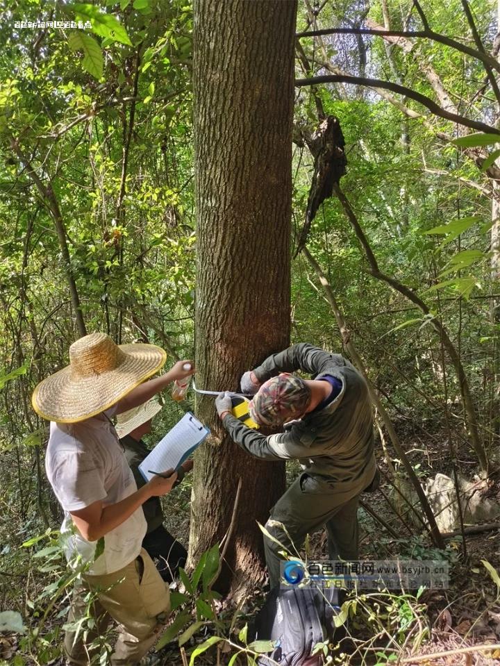 百色成为全国最大的野生蒜头果种质资源库 蒜头,野生,果树,mdash,地区