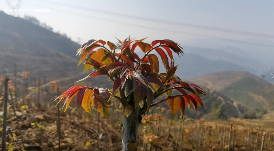 西林，“椿”香满坡 油茶,香椿,模式,种植